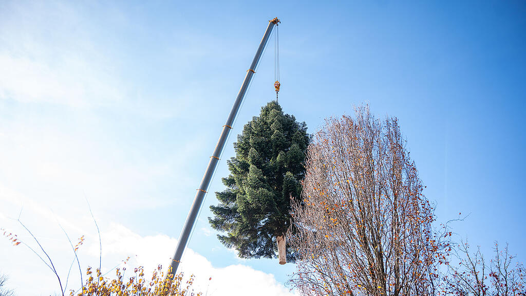 Christbaumernte in St. Jakob am Thurn