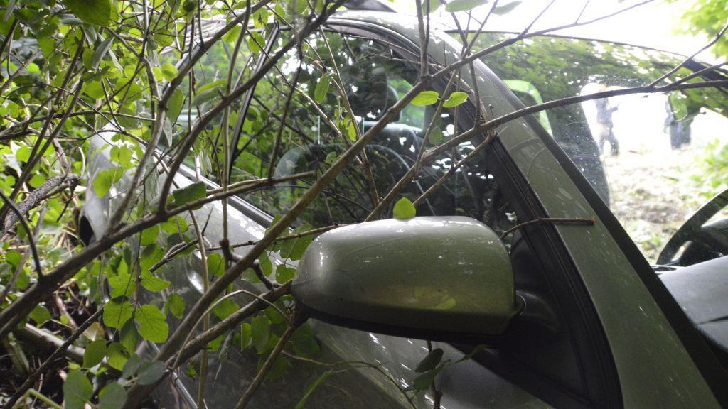 Pinzgauerinnen in Bayern verletzt, I