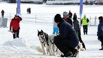 Hundeschlittenrennen in Inzell