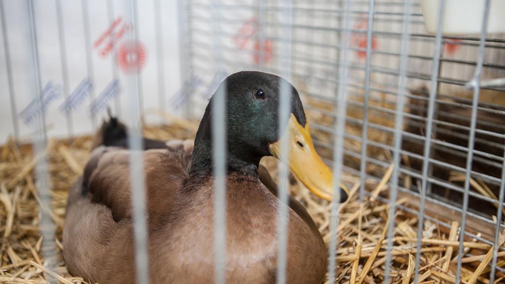 Kleintierausstellung