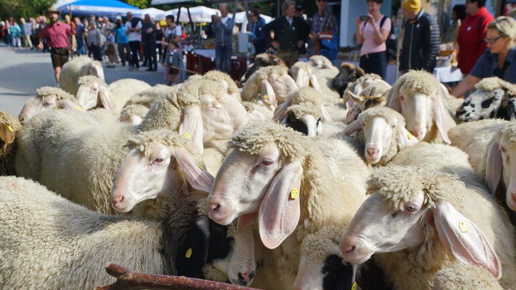 Bauernherbst-Fest in Krimml
