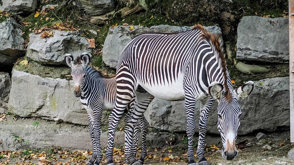 Zebrafohlen Zoo Salzburg