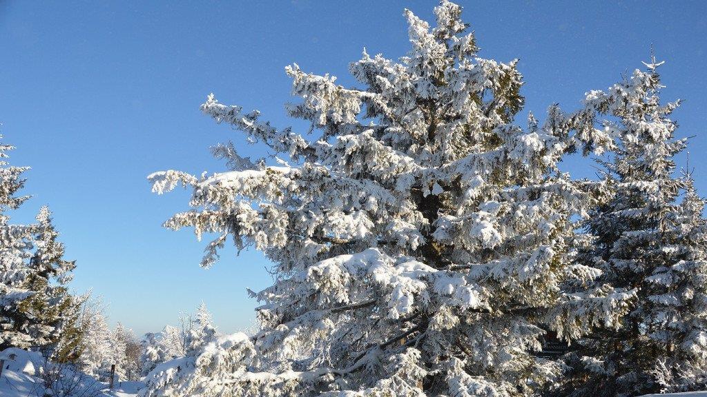 Winterspaziergang am Gaisberg