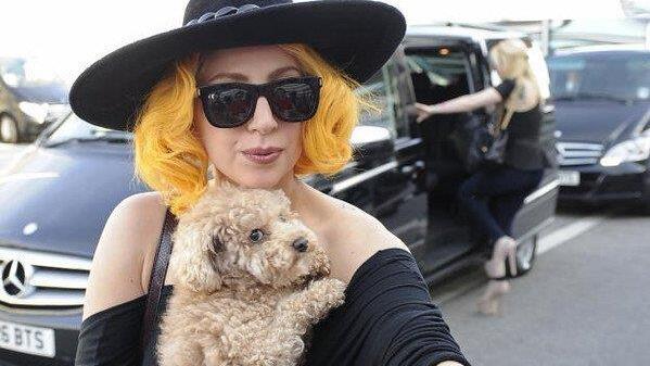 Lady Gaga und Hund: Ankunft in Wien