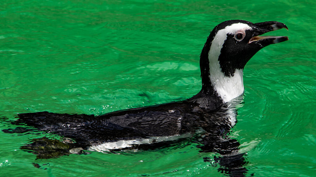 Zoo Salzburg, Brillenpinguine