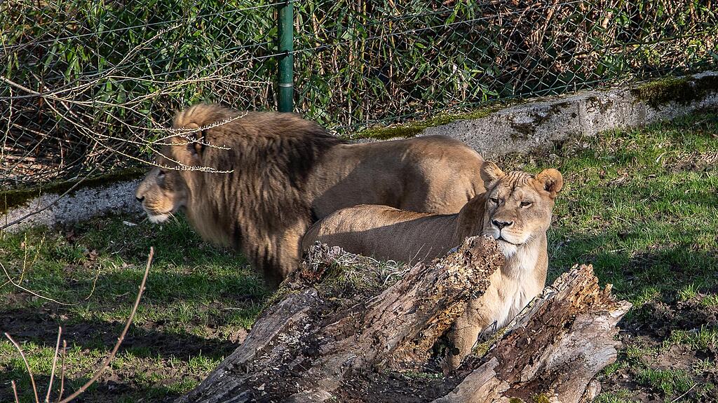 Frühlingserwachen im Zoo
