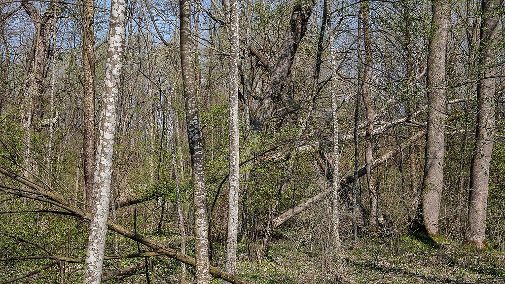 20190401_fmt_schaeden_nach_winterstuerme_mw1-5.jpg