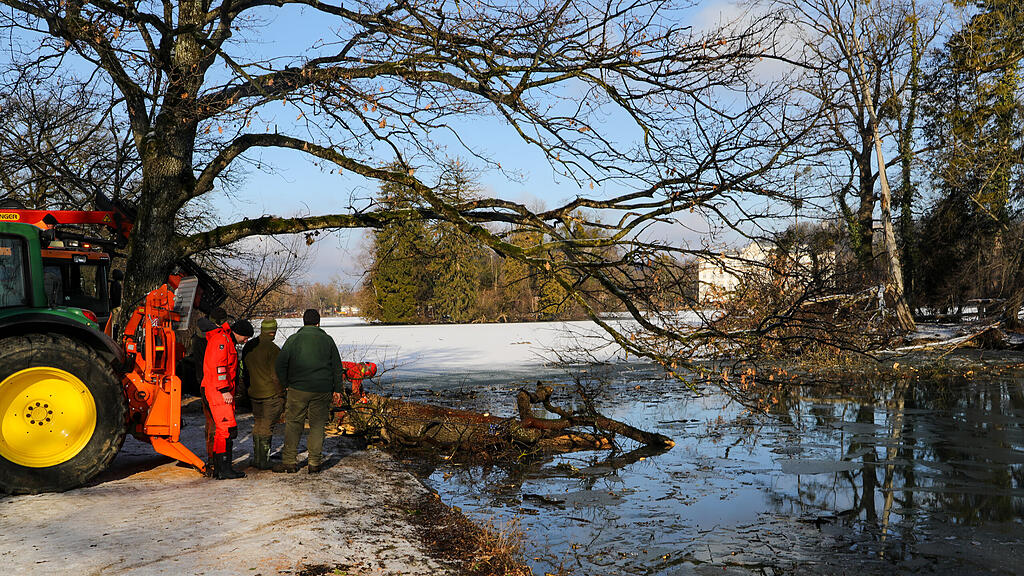 20250116_fmt_baumfaellung_Lepiweiher_mw-25.jpg