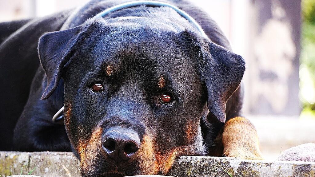 symb_rottweiler