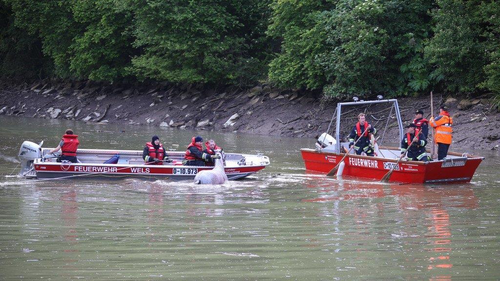 Pferderettung durch die Feuerwehr