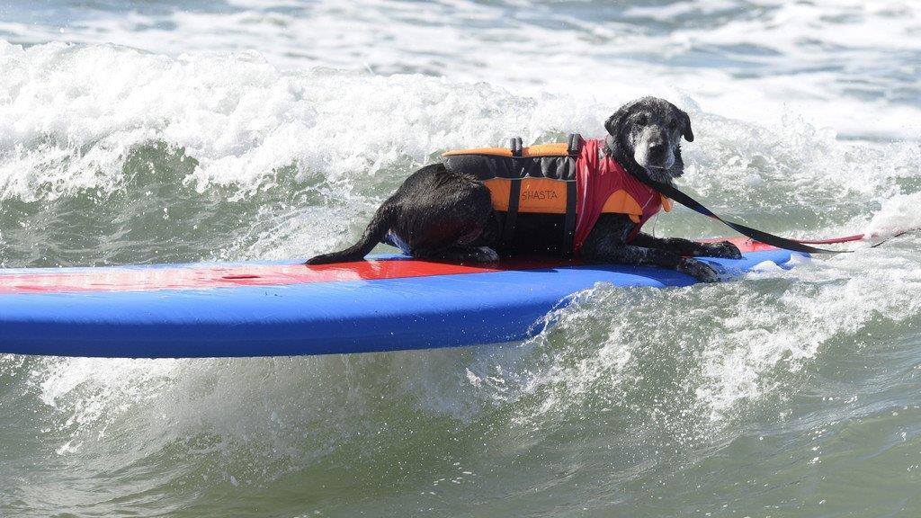 Hundesurfen in Kalifornien