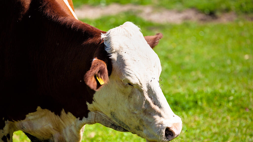 Stier