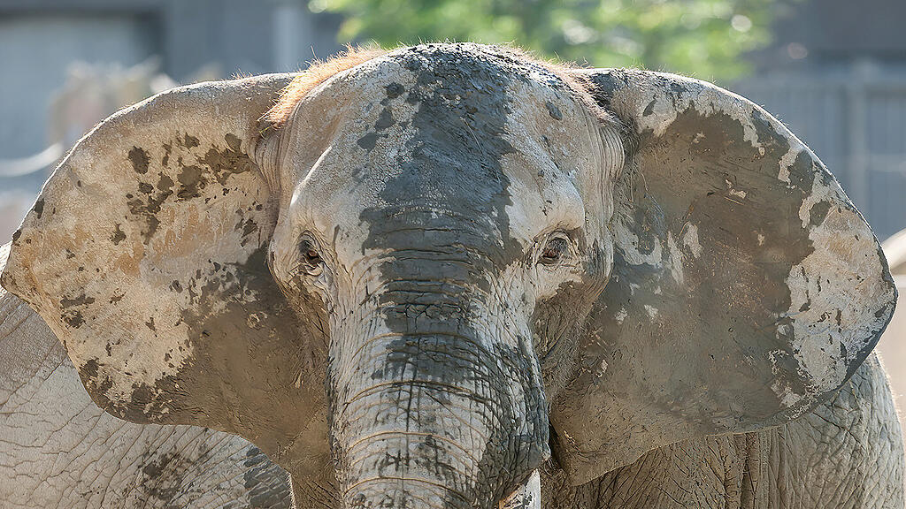 HANDOUT  ELEFANT DRUMBO VOM WIENER TIERGARTEN NACH TSCHECHIEN \u00dcBERSIEDELT =(2).jpg
