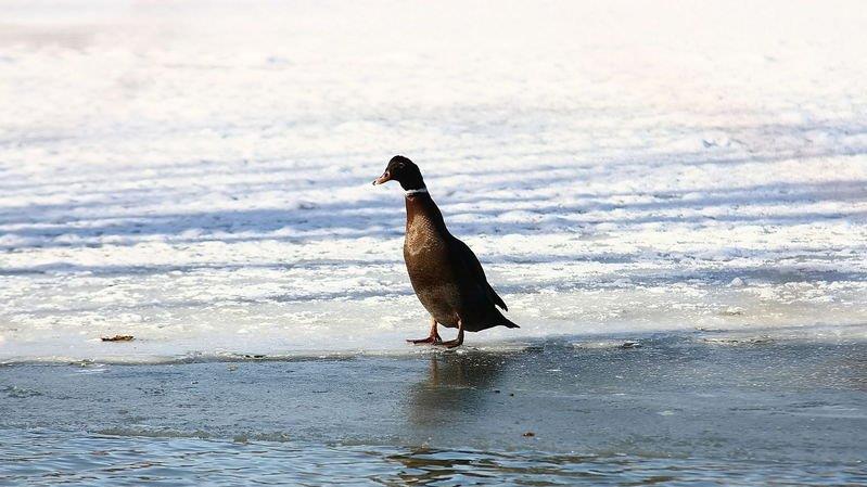 Eisfläche am Lepi-Weiher