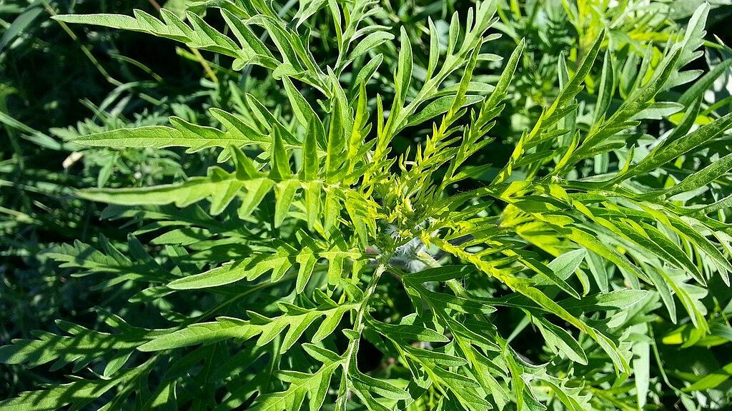 ragweed, Beifußblättrige Traubenkraut, SB