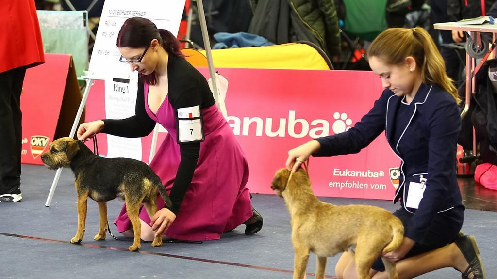 Das Festival der Hunde fand am Wochenende im Salzburger Messezentrum statt.