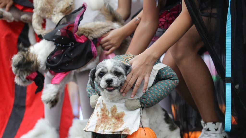 Hunde in Halloween-Kostümen