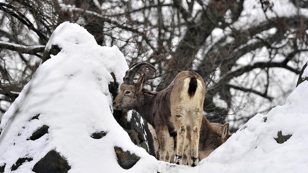 Gams, Tiere, SB