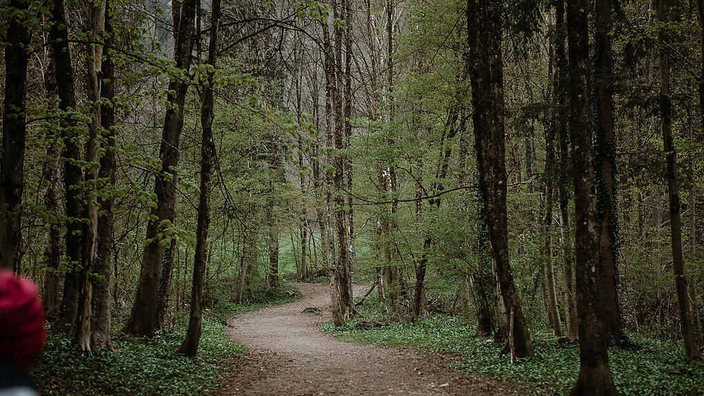 Wald, Aigen, SB