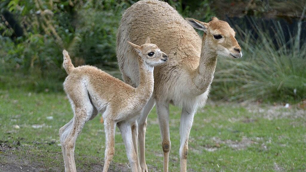 Die "Mini-Kamele" im Tiergarten Schönbrunn haben wieder Nachwuchs bekommen.
