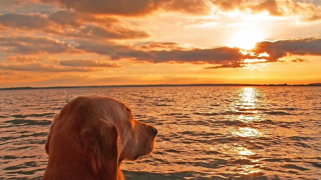 Auch Golden Retriever lieben goldene Sandstrände.