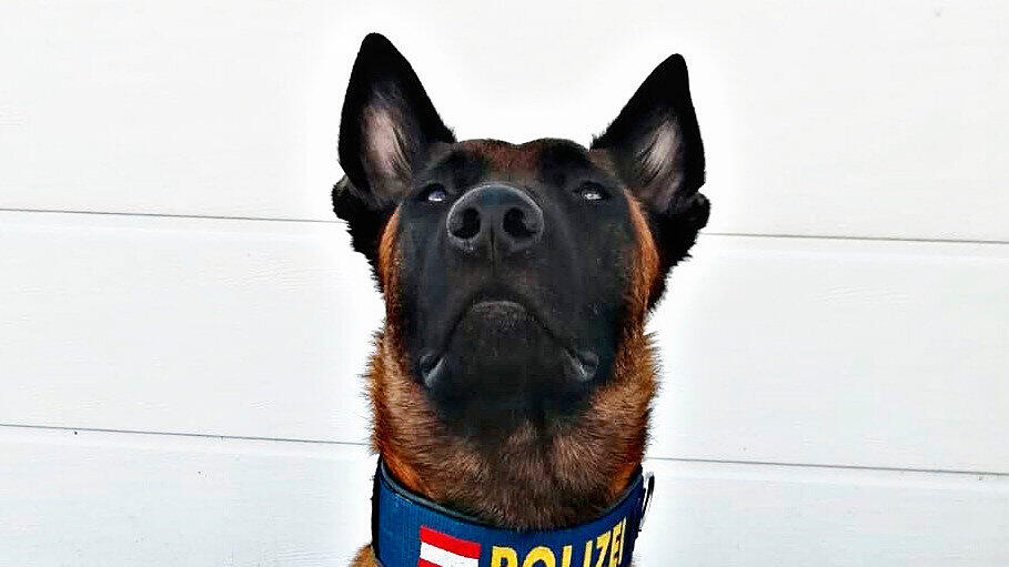 Polizeihund Loris