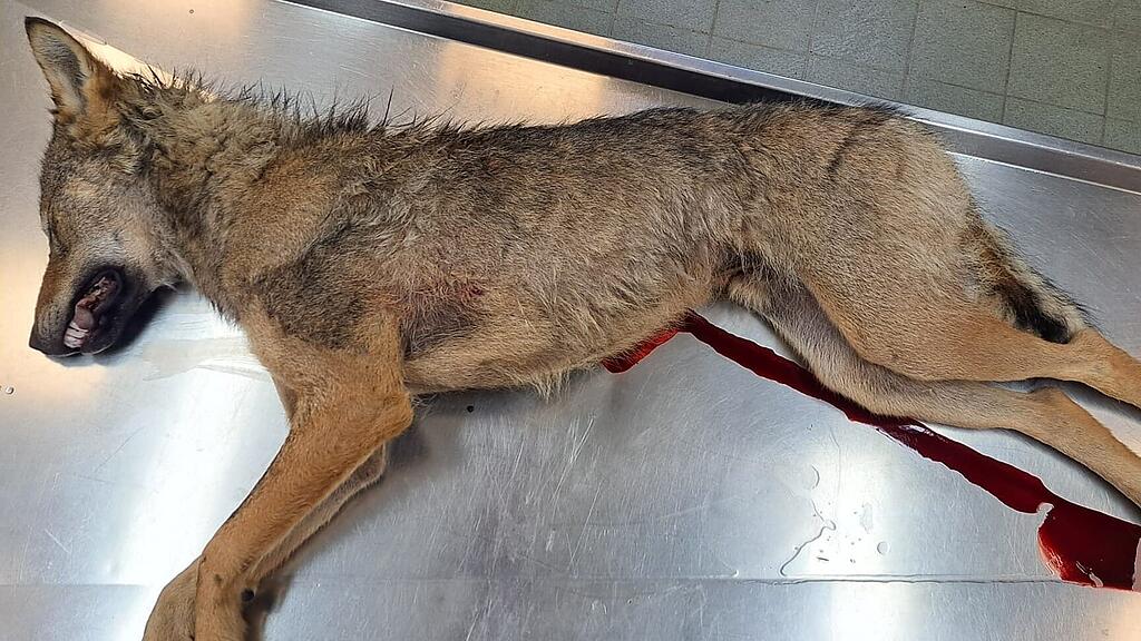 Wolf in Rauris erlegt