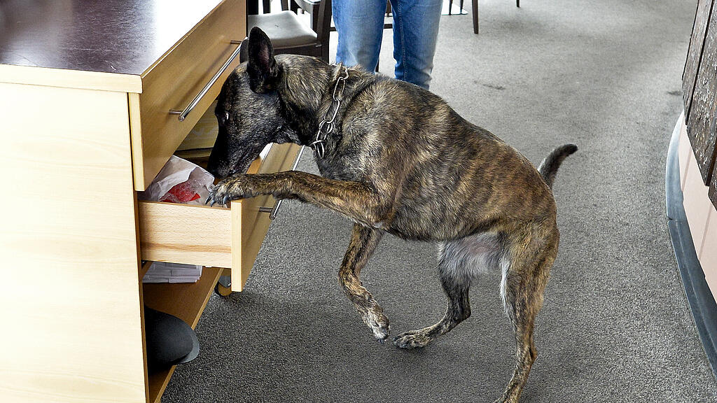 Der Suchhund konnte zwei Erfolge verbuchen (Themenbild).