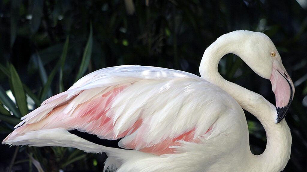 Der weltälteste Flamingo ist im Alter von 83-Jahren gestorben.