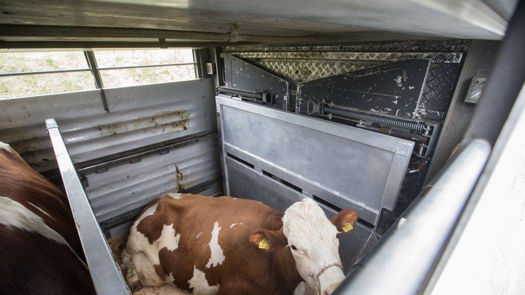 Tiertransporte kontrolliert
