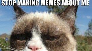 Tard, the grumpy cat: Die besten Memes