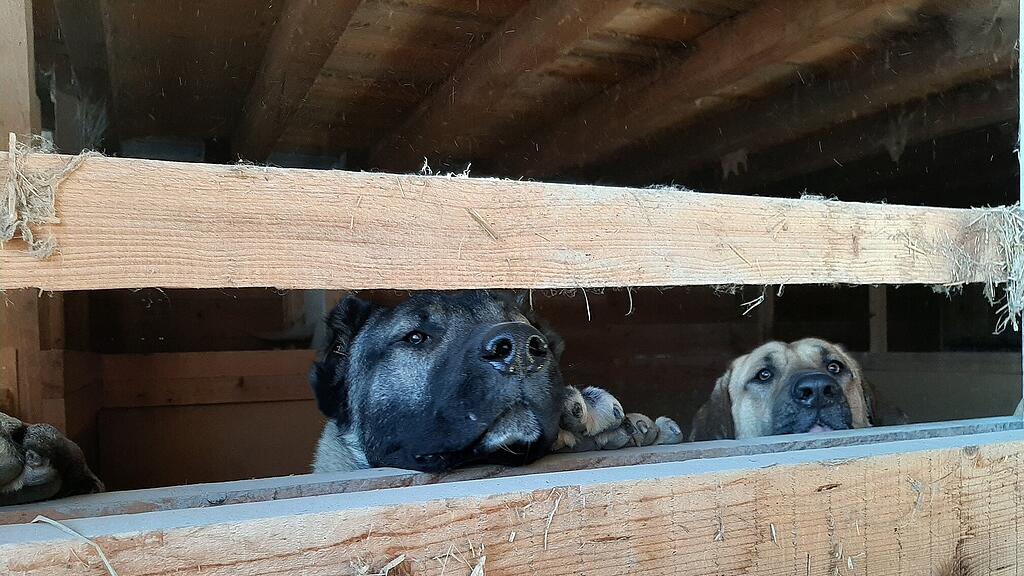 fotos der Tiere