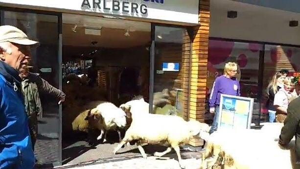 Schafsherde in Sportgeschäft am Tiroler Arlberg