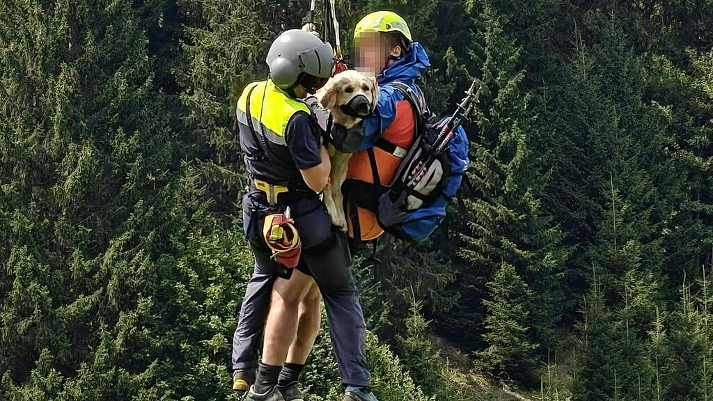 Abgestürzte Hündin aus Schlucht in Vorarlberg gerettet