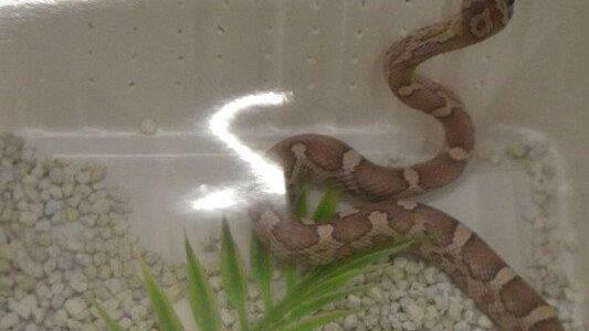 Leserreporter bei der Exotica Reptilienbörse in Wien