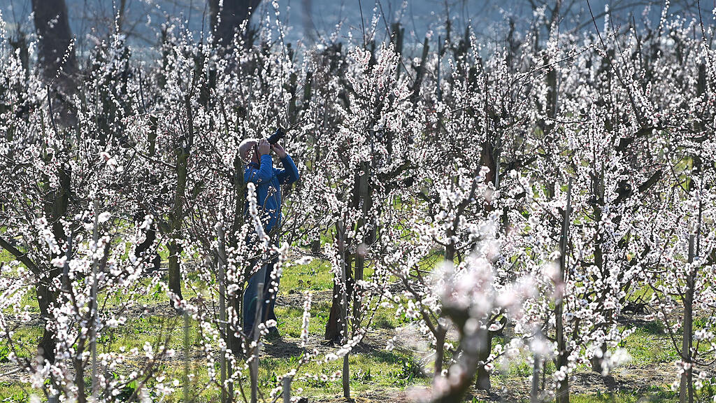 Marillenblüte in der Wachau