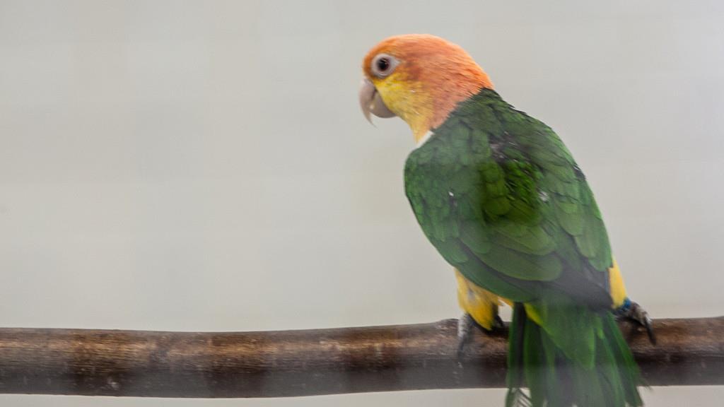 Kleintierausstellung