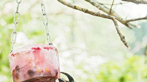 Badespaß im Tiergarten Schönbrunn