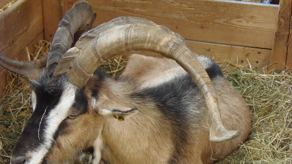 Impressionen der Tiere