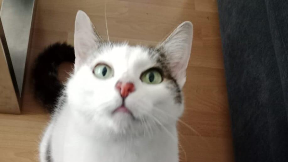 Weltkatzentag 2025