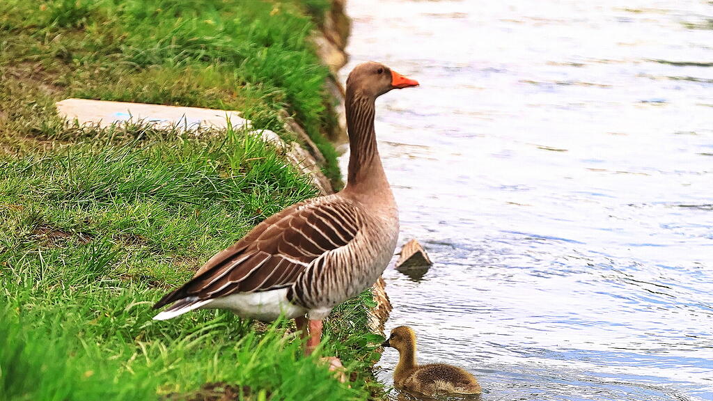 Gänse am Almkanal