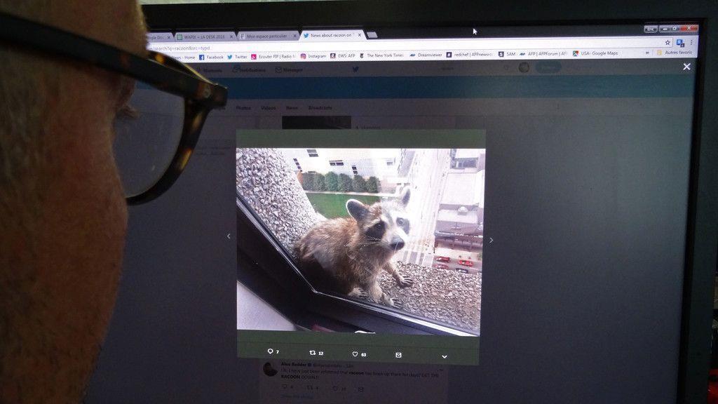 Waschbär zeigt Kletterkünste