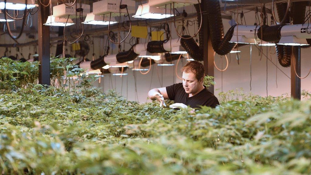 Legale Cannabiszucht