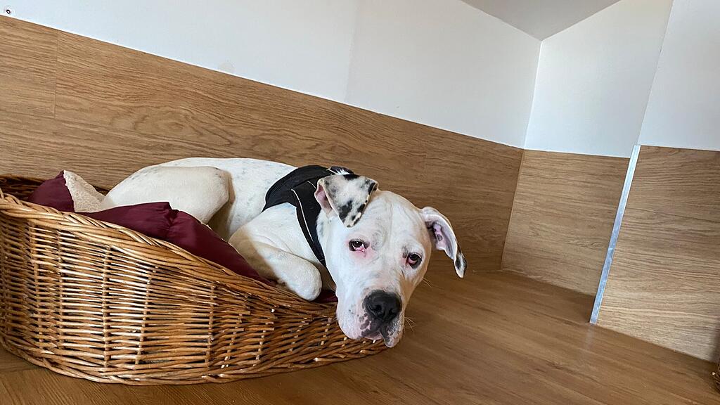 Hund "Jimmy" auf Balkon gesperrt