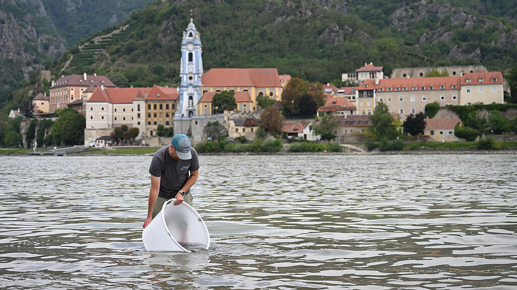300.000 Störe in der Donau ausgewildert