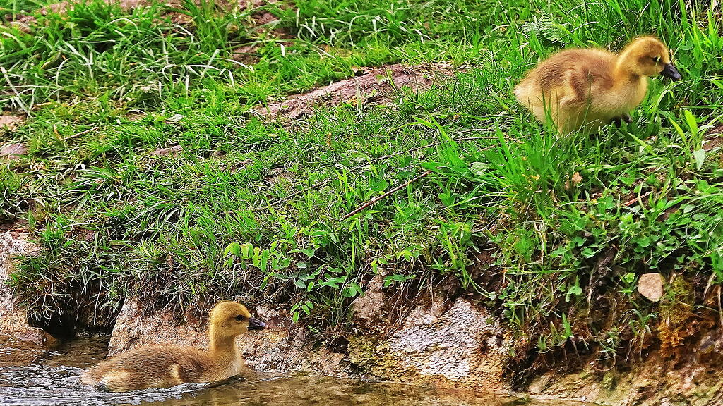 Gänse am Almkanal