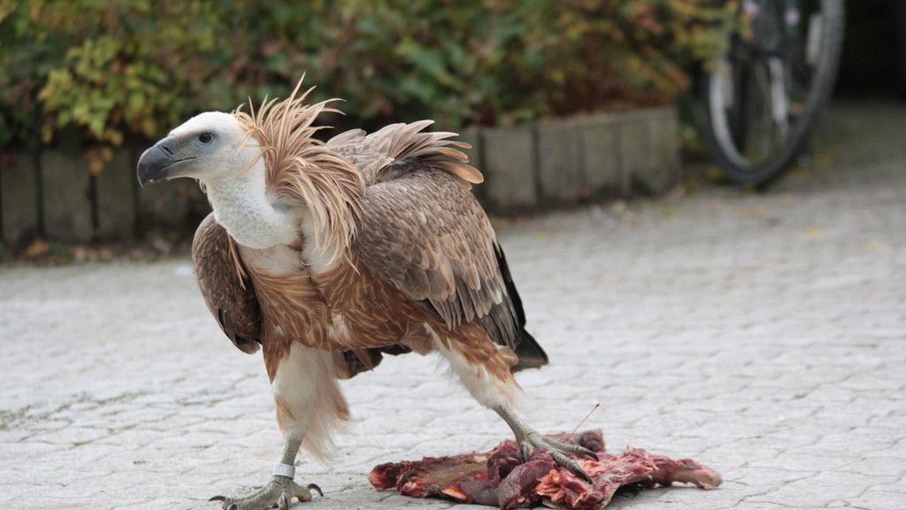 "Gypsi" fliegt mit Salzburger Geiern
