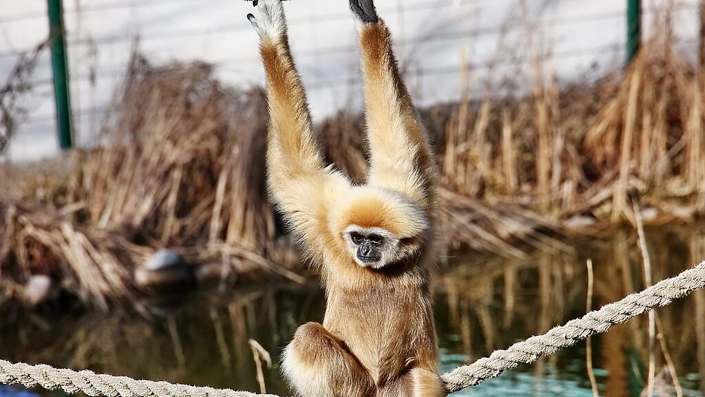 Andrang auf Zoo Hellbrunn