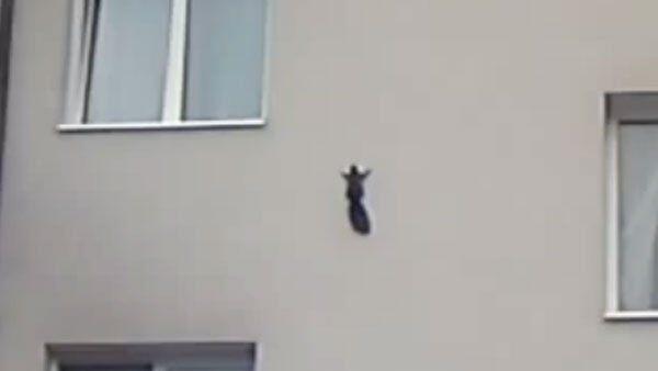 Eichhörnchen lässt Spiderman ganz schön alt aussehen.
