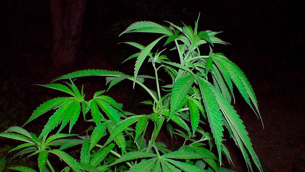 Cannabis